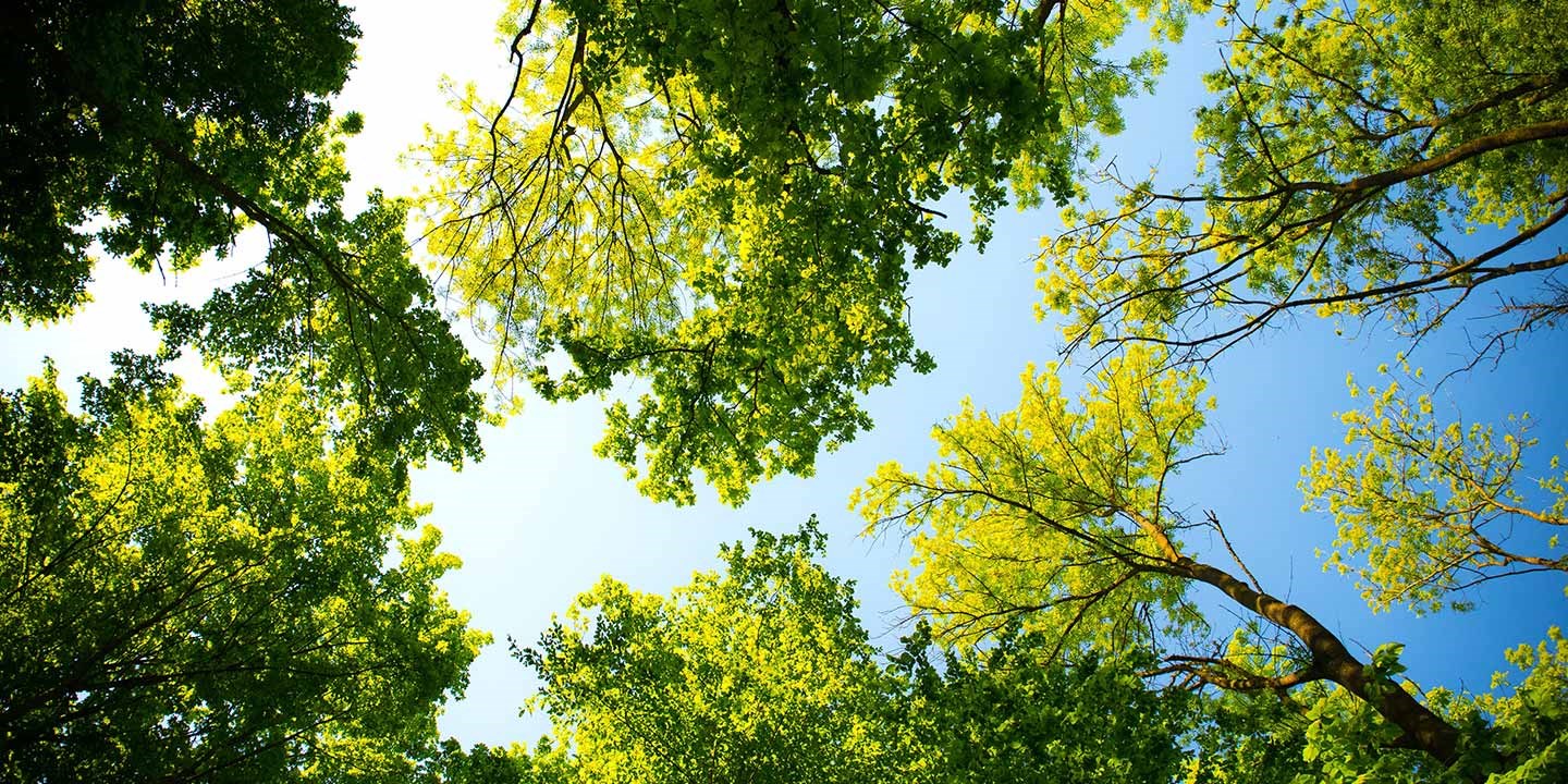 View of green treetops and blue sky from below